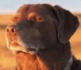 damndog.jpg damndog.jpg