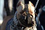 pitbull.jpg pitbull.jpg