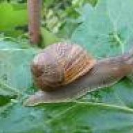pombero